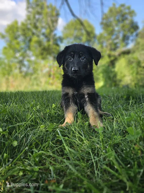 Sally – German Shepherd Dog puppy for sale in Dundee, OH