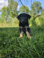 Sally, a female German Shepherd Dog for sale in Dundee, OH – 1 of 9