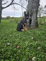 Joe, a male German Shepherd Dog for sale in Dundee, OH – 2 of 6
