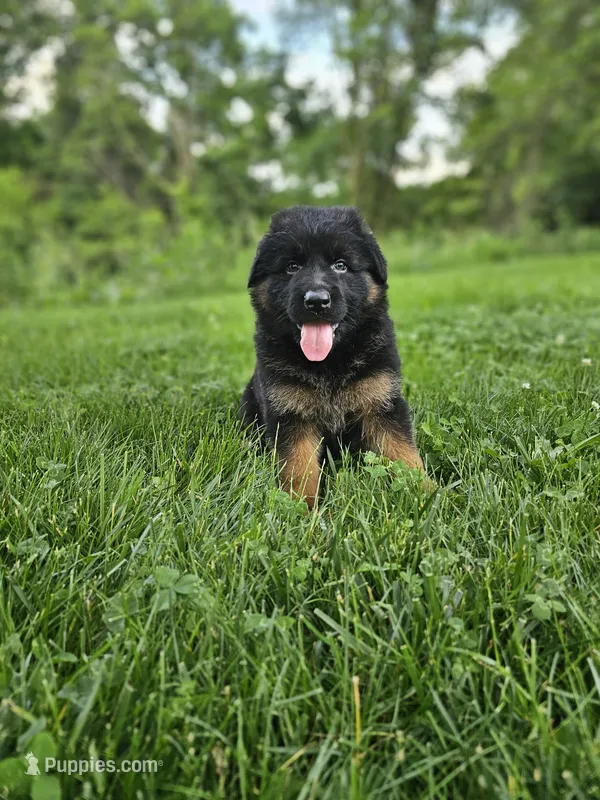Penny  – German Shepherd Dog puppy for sale in Dundee, OH