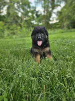 Penny , a female German Shepherd Dog for sale in Dundee, OH – 1 of 8