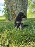 Abby, a female German Shepherd Dog for sale in Dundee, OH – 7 of 9
