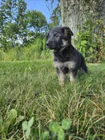 Abby, a female German Shepherd Dog for sale in Dundee, OH – 5 of 9