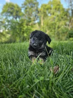 Jack, a male German Shepherd Dog for sale in Dundee, OH – 3 of 9