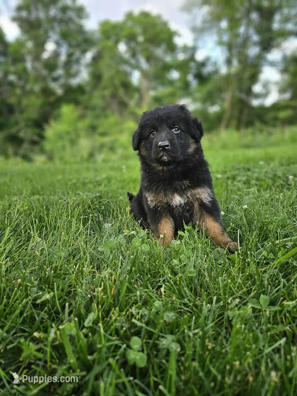 Roxie – German Shepherd Dog puppy for sale in Dundee, OH