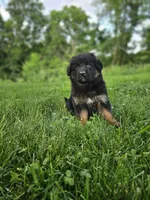 Roxie, a female German Shepherd Dog for sale in Dundee, OH – 1 of 8