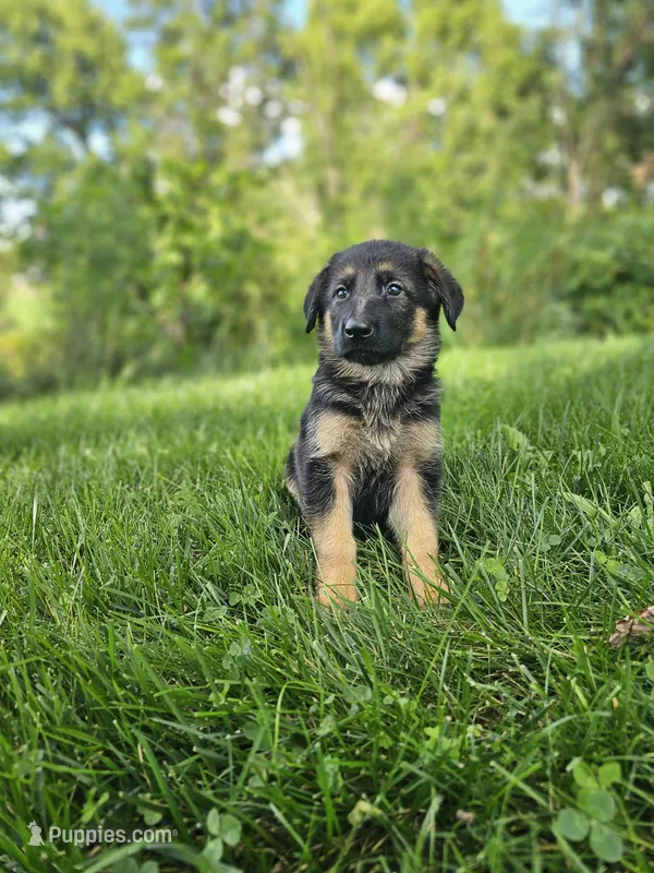 Max – German Shepherd Dog puppy for sale in Dundee, OH