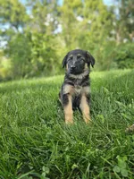 Max, a male German Shepherd Dog for sale in Dundee, OH – 1 of 8