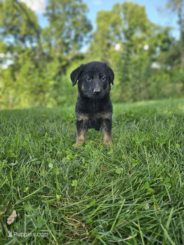 Mindy – German Shepherd Dog puppy for sale in Dundee, OH