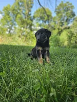 Mindy, a female German Shepherd Dog for sale in Dundee, OH – 3 of 8