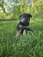 Jack, a male German Shepherd Dog for sale in Dundee, OH – 6 of 9