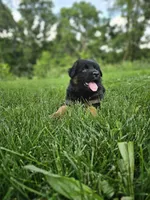 Penny , a female German Shepherd Dog for sale in Dundee, OH – 2 of 8