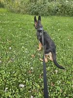 Joe, a male German Shepherd Dog for sale in Dundee, OH – 4 of 6