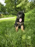 Sparky , a male German Shepherd Dog for sale in Dundee, OH – 6 of 8