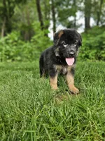 Sparky , a male German Shepherd Dog for sale in Dundee, OH – 5 of 8