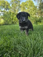 Jack, a male German Shepherd Dog for sale in Dundee, OH – 2 of 9