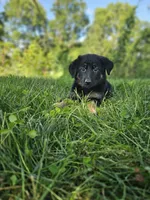 Sally, a female German Shepherd Dog for sale in Dundee, OH – 5 of 9
