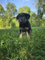 Sally, a female German Shepherd Dog for sale in Dundee, OH – 7 of 9