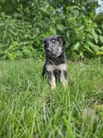 Abby, a female German Shepherd Dog for sale in Dundee, OH – 4 of 9