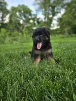 Penny , a female German Shepherd Dog for sale in Dundee, OH – 6 of 8