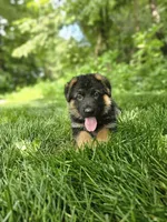 Sammy, a male German Shepherd Dog for sale in Dundee, OH – 3 of 8