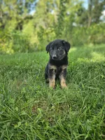 Mindy, a female German Shepherd Dog for sale in Dundee, OH – 4 of 8