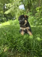 Sammy, a male German Shepherd Dog for sale in Dundee, OH – 4 of 8