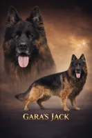 Sammy, a male German Shepherd Dog for sale in Dundee, OH – 7 of 8