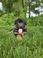 Sparky , a male German Shepherd Dog for sale in Dundee, OH – 2 of 8