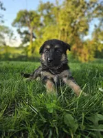 Rita's litter , a male German Shepherd Dog for sale in Dundee, OH – 10 of 10