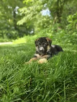 Sammy, a male German Shepherd Dog for sale in Dundee, OH – 6 of 8