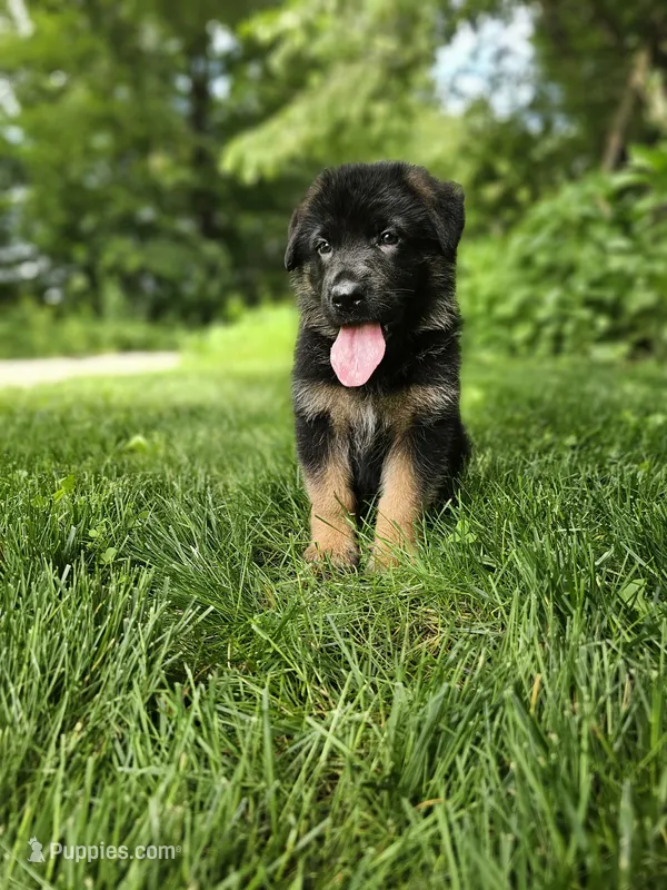 Sparky  – German Shepherd Dog puppy for sale in Dundee, OH