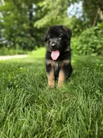 Sparky , a male German Shepherd Dog for sale in Dundee, OH – 1 of 8