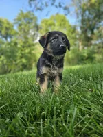 Max, a male German Shepherd Dog for sale in Dundee, OH – 3 of 8