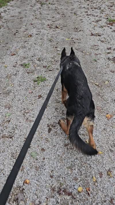 Joe, a male German Shepherd Dog for sale in Dundee, OH – 6 of 6