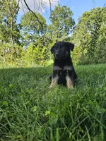 Sally, a female German Shepherd Dog for sale in Dundee, OH – 4 of 9