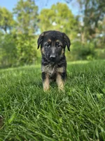 Max, a male German Shepherd Dog for sale in Dundee, OH – 4 of 8