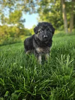 Rita's litter , a male German Shepherd Dog for sale in Dundee, OH – 2 of 10