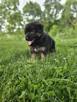Roxie, a female German Shepherd Dog for sale in Dundee, OH – 5 of 8