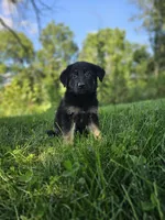 Sally, a female German Shepherd Dog for sale in Dundee, OH – 6 of 9