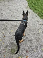 Joe, a male German Shepherd Dog for sale in Dundee, OH – 5 of 6