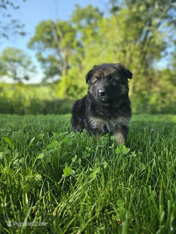 Rita's litter  – German Shepherd Dog puppy for sale in Dundee, OH