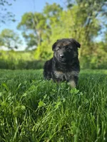 Rita's litter , a male German Shepherd Dog for sale in Dundee, OH – 1 of 10