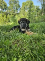 Max, a male German Shepherd Dog for sale in Dundee, OH – 2 of 8
