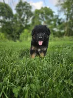 Roxie, a female German Shepherd Dog for sale in Dundee, OH – 6 of 8