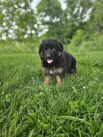 Roxie, a female German Shepherd Dog for sale in Dundee, OH – 2 of 8