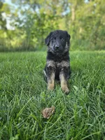 Jack, a male German Shepherd Dog for sale in Dundee, OH – 5 of 9