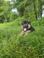 Milo, a male German Shepherd Dog for sale in Dundee, OH – 2 of 8