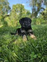 Sally, a female German Shepherd Dog for sale in Dundee, OH – 2 of 9
