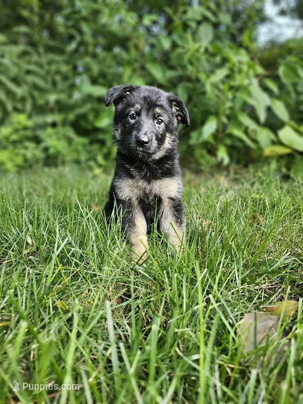 Abby – German Shepherd Dog puppy for sale in Dundee, OH
